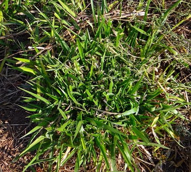 grass-272631__340-biomass